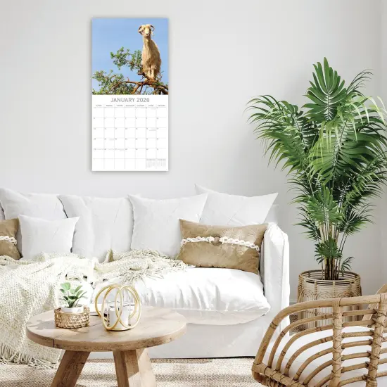 The Gifted Stationary 2026 Square Wall Calendar, Goats in Trees, 16-Month Animals Theme Hanging Calendar with 180 Reminder Stickers, Month Planner for Home and Creative Spaces, 12x12 In Multicolor {2}