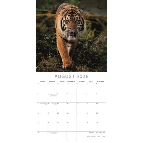 The Gifted Stationary 2026 Square Wall Calendar, Tigers, 16-Month Animals Theme Hanging Calendar with 180 Reminder Stickers, Month Planner for Home, or Creative Spaces, 12x12 In Multicolor {3}