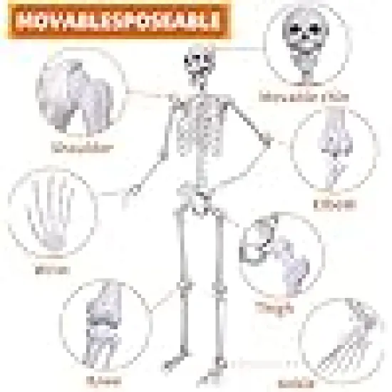 Skeleton Full Body Human Skeleton for Halloween Decorations {3}