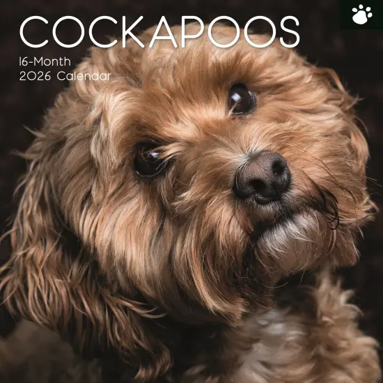 The Gifted Stationary 2026 Square Wall Calendar, Cockapoos, 16-Month Animals Theme Hanging Calendar with 180 Reminder Stickers, Month Planner for Home, or Creative Spaces, 12x12 In Multicolor {1}