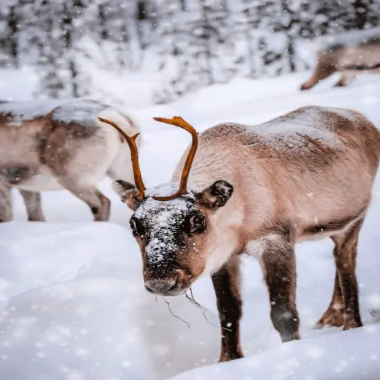 Reindeer Games - Christmas Candle Fragrance Oil {1}