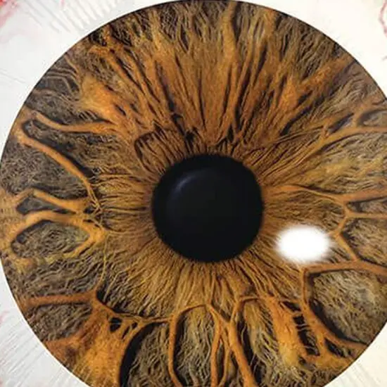 Creepy Brown & Blue Eyeballs 17 Inch Foil Balloon {6}