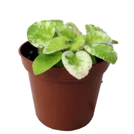 Dark Kiss Miniature African Violet - 2" Pot - Violet Collector's Series {1}