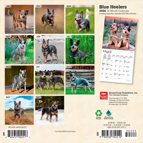 Blue Heelers | 2026 7 x 14 Inch (Hanging) Monthly Mini Wall Calendar {2}