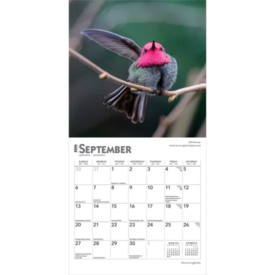 Hummingbirds | 2026 7 x 14 Inch (Hanging) Monthly Mini Wall Calendar {4}