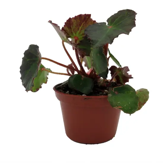 Boyfriend Begonia Plant -2.5" Pot- Terrarium/Fairy Garden/Houseplant {1}