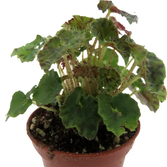 Kevin Whitecotton Begonia Plant - 2.5" Pot - Small Leaves {4}