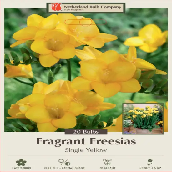 Yellow Single Freesia 20 Bulbs - Fragrant - 6/+ cm Bulbs {1}