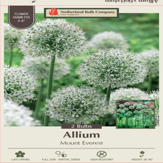 Mount Everest Allium - 2 Bulbs - Persian Onion - 18/+ cm Bulbs {1}