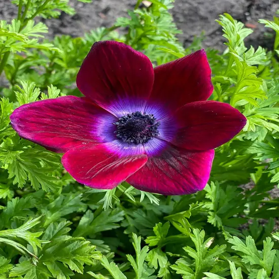 Bordeaux Anemone Windflower - 10 Bulbs - 4/5 cm Bulbs - NEW {4}