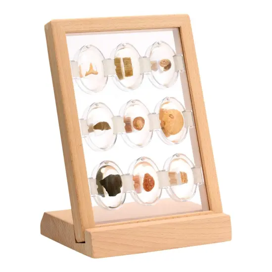 Kaplan Early Learning Company Specimen Stones: Fossils - 9 Stones {6}