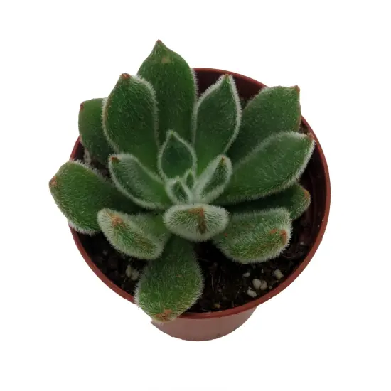 Firecracker Succulent Plant - Echeveria setosa - 2.5" Pot {3}