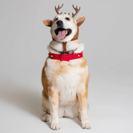 Reindeer Dog Pet Christmas Holiday Costume {3}