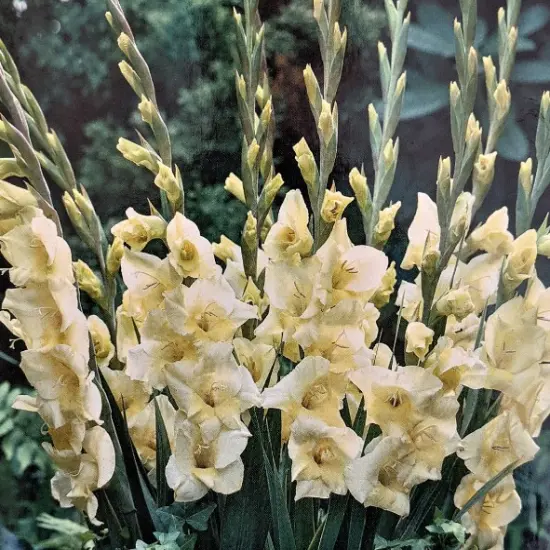 Charlotte Glamini Gladiolus 10 Bulbs - NEW! - Petite Buttery White - 10/12 cm {1}
