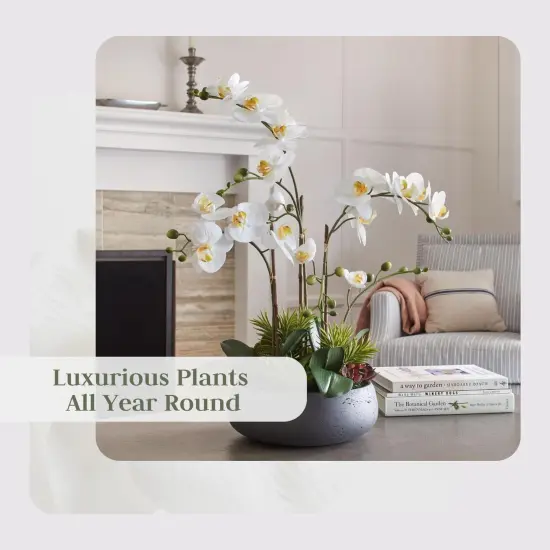 Faux Orchid Plant w/Succulents, Premium Artificial Indoor Flower Display Stands 24” w/Beautiful Sculptural Blooms and Succulents That Lasts Forever, Grey Planter Pot Included {5}