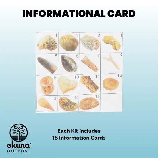 Dinosaur Bone Replica Dig Site Kit with Educational Cards for Kids (15 Species) Brown {3}