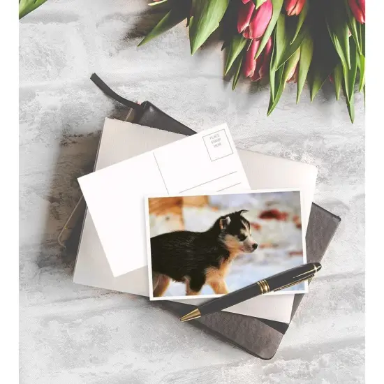 40 Pack Puppy Dog Postcards Bulk Set - All Occasion Assorted Blank Post Cards Greeting Bulk Box Set - 4 x 6 Inches {2}