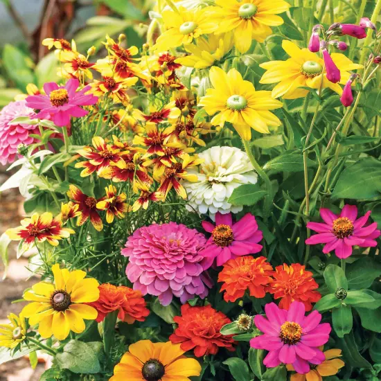 Collections Etc Roll out Flower Seeded Mats That Attract Butterflies - Set of 2 {2}