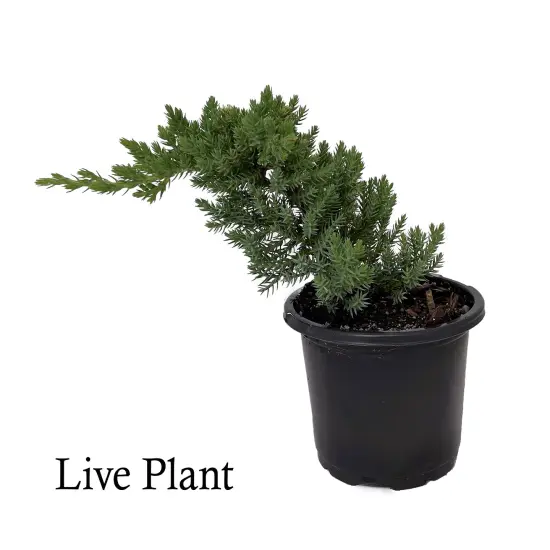 Japanese Juniper Bonsai Tree - 4" pot - Juniperus procumbens - Nana {2}