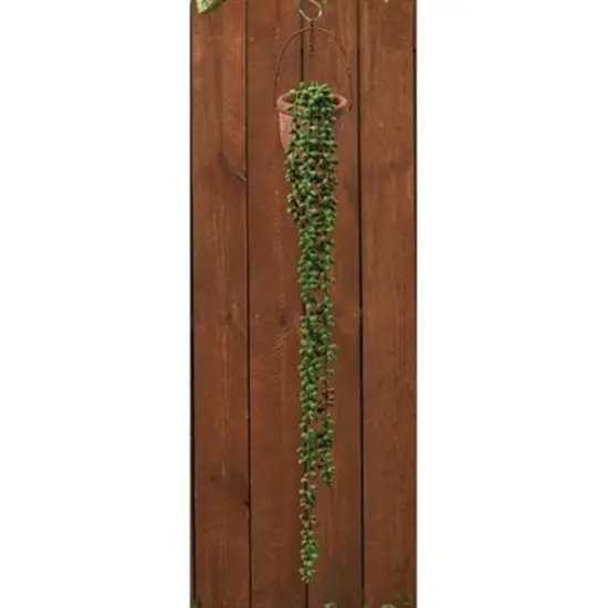 Succulent Strand (Planter not included) {1}