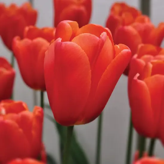 Orange Juice Triumph Tulip 7 Bulbs - 12/+ cm Bulbs {1}