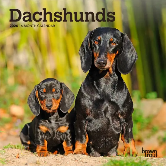 Dachshunds | 2026 7 x 14 Inch (Hanging) Monthly Mini Wall Calendar {1}