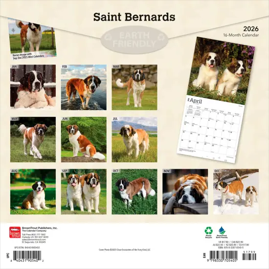 Saint Bernards | 2026 12 x 24 Inch (Hanging) Monthly Square Wall Calendar | Plastic-Free {2}