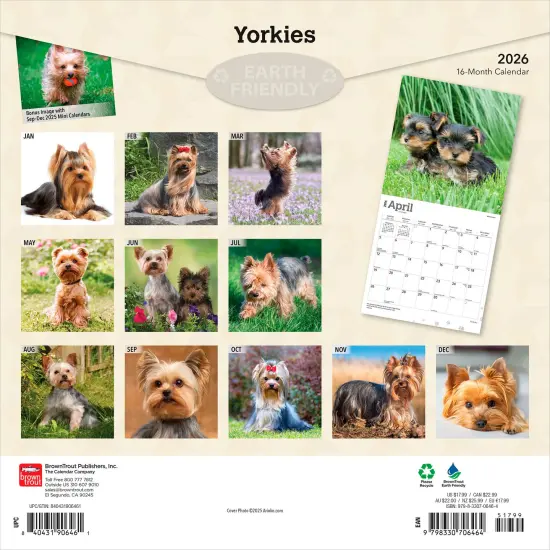Yorkshire Terriers | 2026 12 x 24 Inch (Hanging) Monthly Square Wall Calendar | Plastic-Free {2}