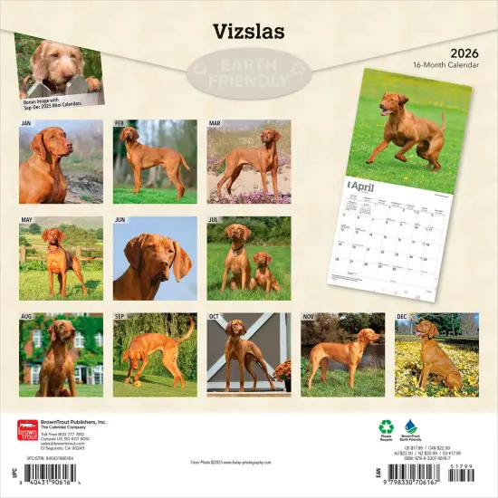 Vizslas | 2026 12 x 24 Inch (Hanging) Monthly Square Wall Calendar | Plastic-Free {2}
