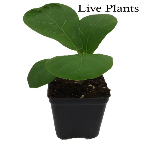 Hirt's Fiddleleaf Fig Tree - Ficus - Great Indoor Tree - 2.5" Pot {2}