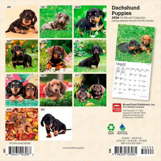 Dachshund Puppies | 2026 7 x 14 Inch (Hanging) Monthly Mini Wall Calendar {2}