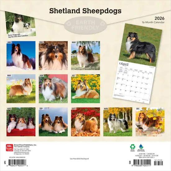 Shetland Sheepdogs | 2026 12 x 24 Inch (Hanging) Monthly Square Wall Calendar | Plastic-Free {2}