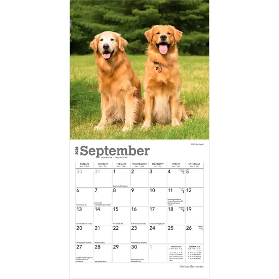 Golden Retrievers | 2026 7 x 14 Inch (Hanging) Monthly Mini Wall Calendar {4}