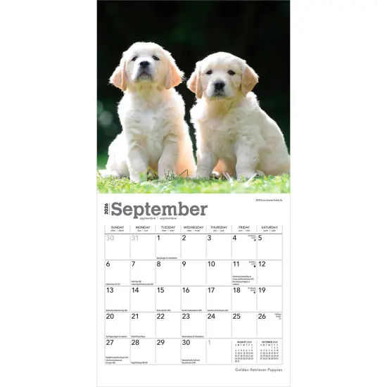 Golden Retriever Puppies | 2026 7 x 14 Inch (Hanging) Monthly Mini Wall Calendar {4}