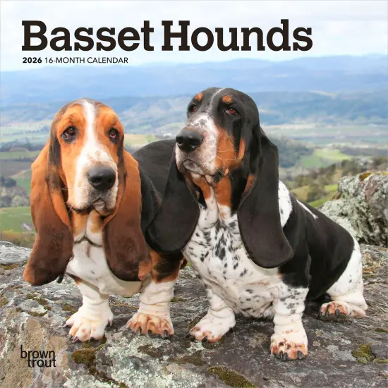 Basset Hounds | 2026 7 x 14 Inch (Hanging) Monthly Mini Wall Calendar {1}