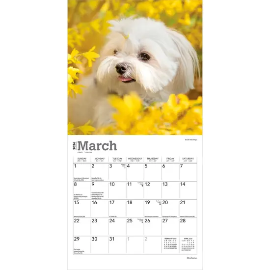 Maltese | 2026 7 x 14 Inch (Hanging) Monthly Mini Wall Calendar {3}