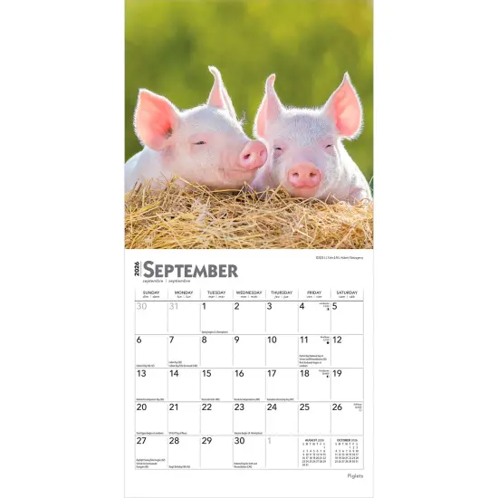 Piglets | 2026 7 x 14 Inch (Hanging) Monthly Mini Wall Calendar {4}
