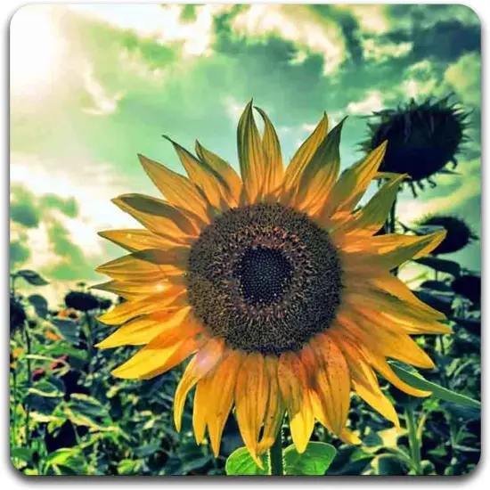 Sunflowers Square Coaster Set {5}