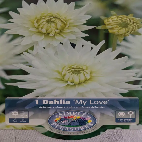 My Love Semi-Cactus Dahlia - 2 Top Size Root Clumps - White Star Flower {3}
