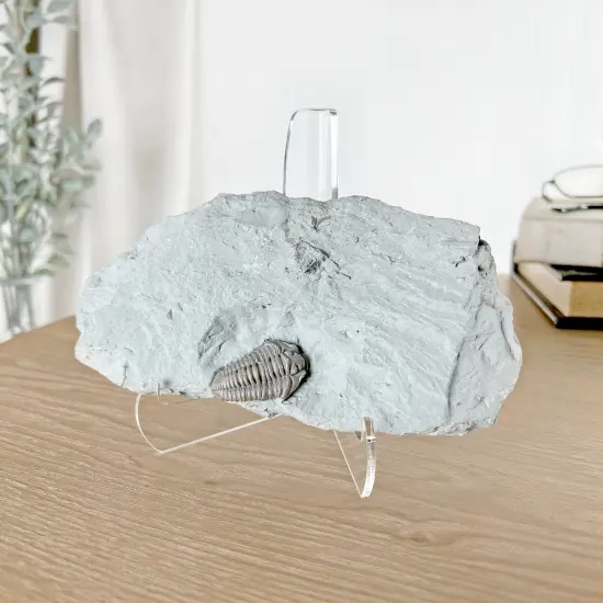 Plymor Clear Acrylic Small 60-Degree Angle Easel With Shallow Support Ledges, 4.5" H x 3.25" W x 2.5" D, fits lightweight 4" x 6" Items, like small photo {4}