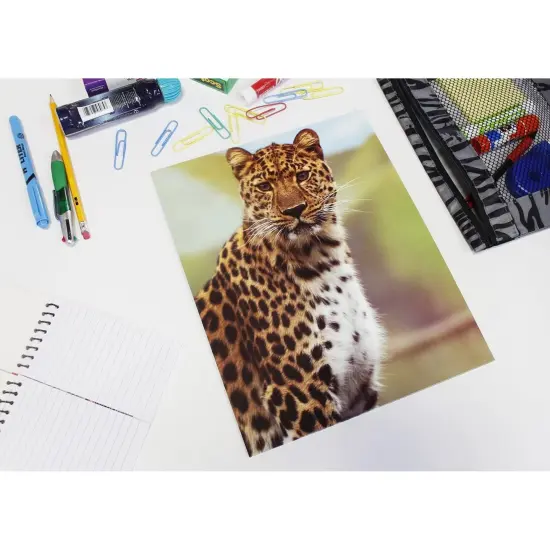 Wild Animal File Folders with Pockets, School Supplies (9.5 x 12 In, 12 Pack) Multicolor {2}