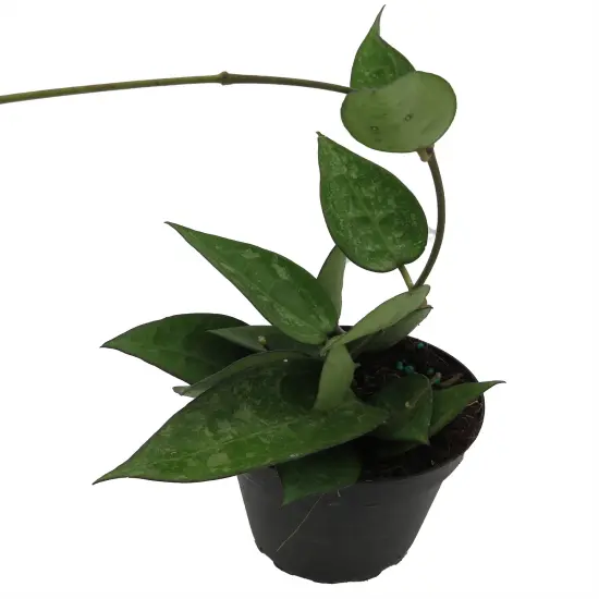 Black Margin Hoya Parasitica - 4" Pot - Collector's Series {3}