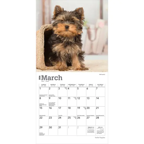 Yorkshire Terrier Puppies | 2026 7 x 14 Inch (Hanging) Monthly Mini Wall Calendar {3}