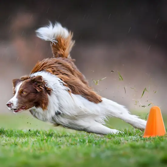 50 Pack Mini Cones for Classroom, Small Sports Markers for Soccer, Playground (Orange, 3 in) {3}