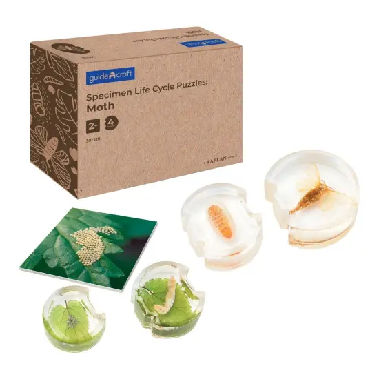 Kaplan Early Learning Company Specimen Life Cycle Puzzles: Moth {1}