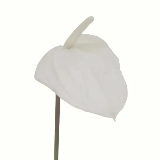 29" Anthurium - 4 PACK {6}