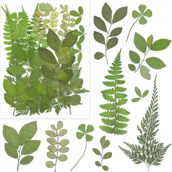 170Pcs+ Real Dried Pressed Flowers Leaves Petals for Crafts-Beautiful Pressed Flowers Daisies for Resin Jewellery {2}