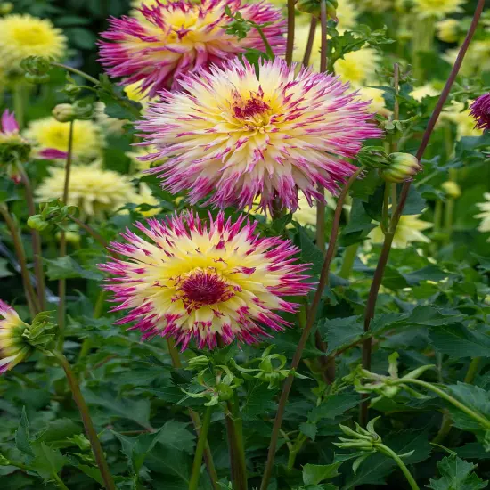 Lindsay Michelle Dahlia - Dinnerplate Fimbriata Flower - #1 Size Root Clump - NEW {3}