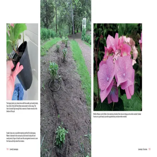 Lovely Lacecap Hydrangeas: Elegant Accents for the Home Garden {6}