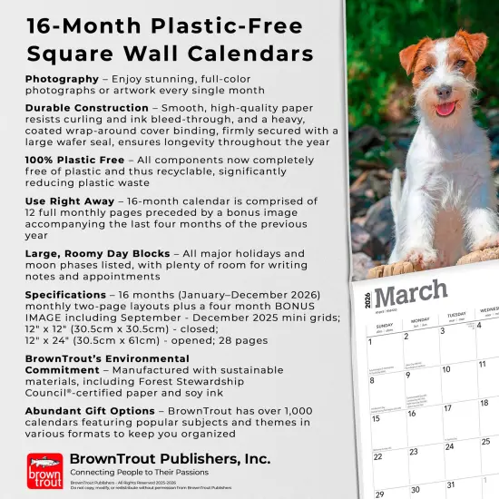 Jack Russell Terriers | 2026 12 x 24 Inch (Hanging) Monthly Square Wall Calendar | Plastic-Free {6}